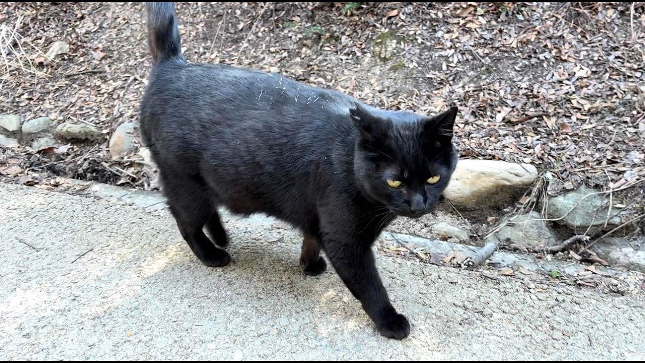 駆け寄って付いて来てくれる人懐っこくてかわいい黒猫ちゃん