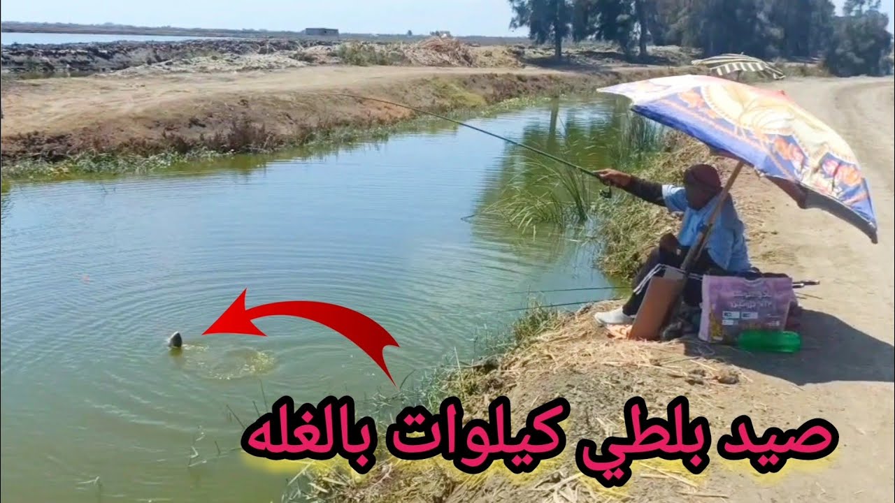 صيد بلطي كيلوات بالغله من ترعة مليانه بلطي عجوز 👍