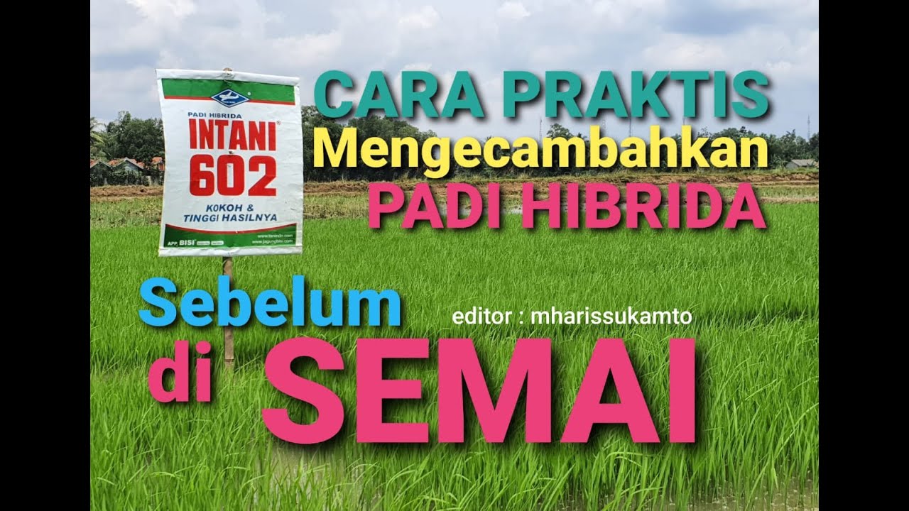 Part 1. Cara menyemai & memeram padi hibrida : Cpt tumbuh - Btg besar - Mudah dicabut papar Tugiyono