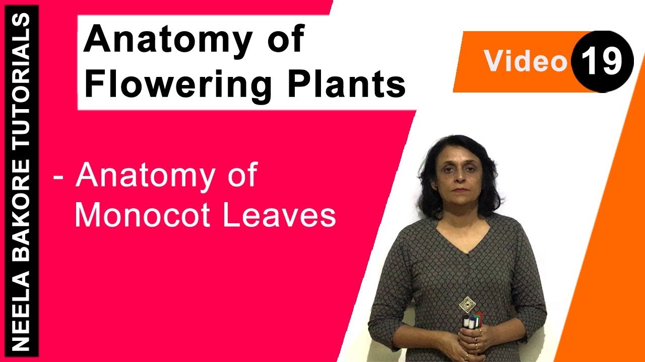 Anatomy of Flowering Plants | NEET | Anatomy of Monocot Leaves | Neela Bakore Tutorials