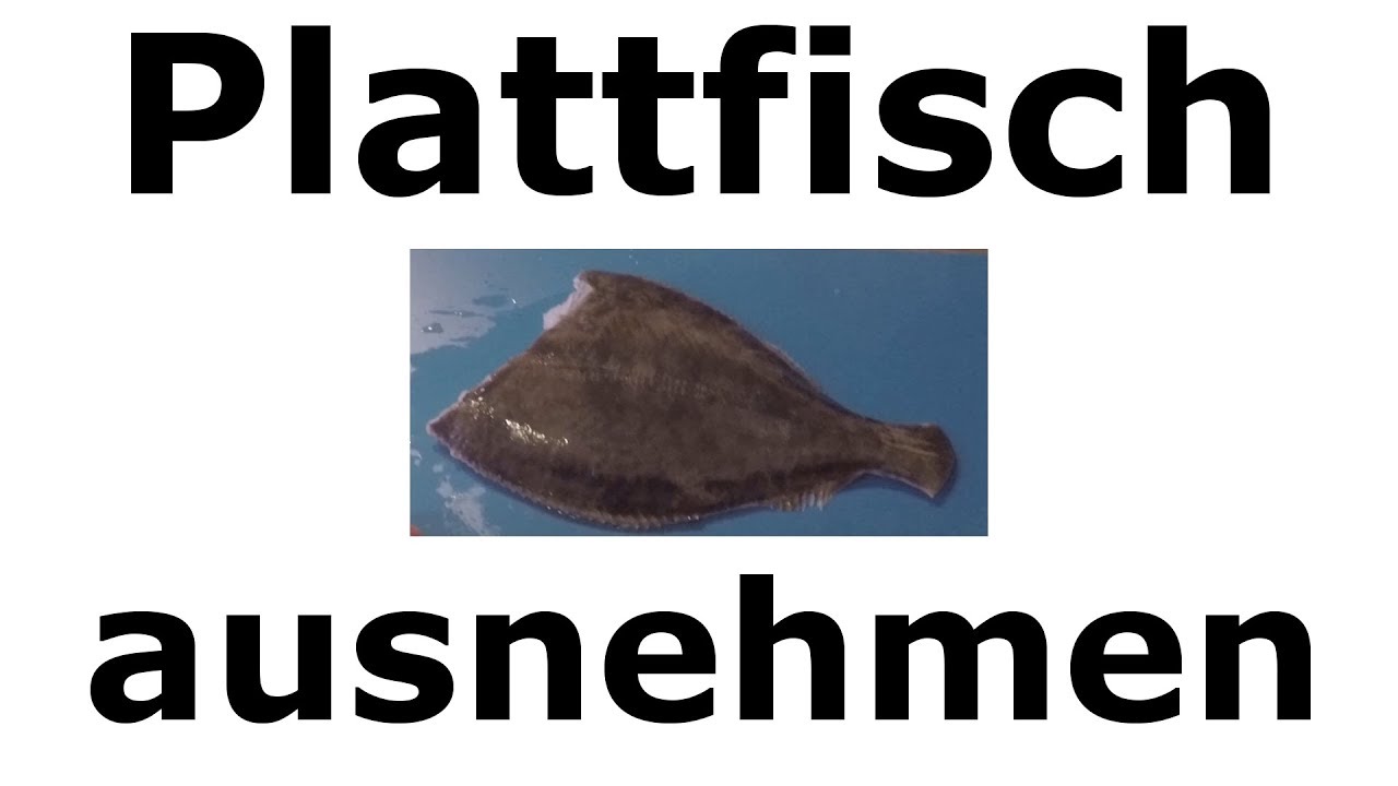 Plattfisch ausnehmen - schnell und einfach