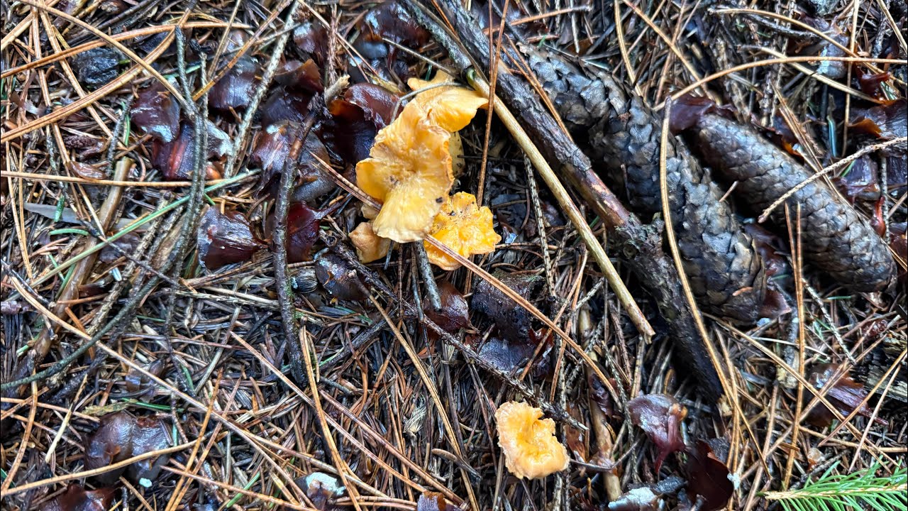 0️⃣1️⃣1️⃣ 2026-01-26 FUNGHI PORCINI CHE PASSIONE 🍄 #011