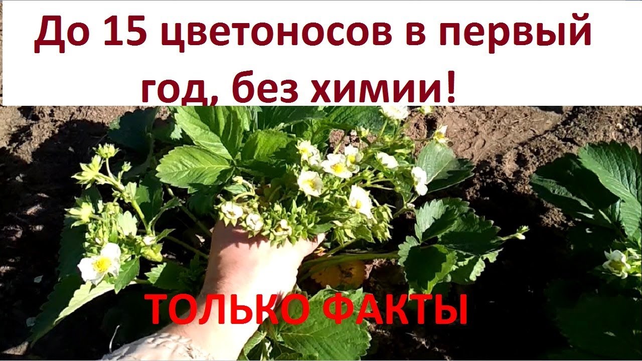 Выращивание клубники. Хороший урожай клубники в первый год плодоношения. Уход за клубникой в Сибири.