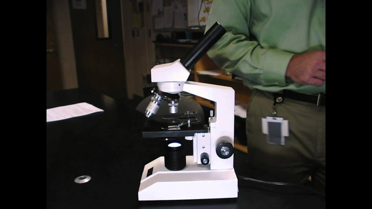 focusing the microscope