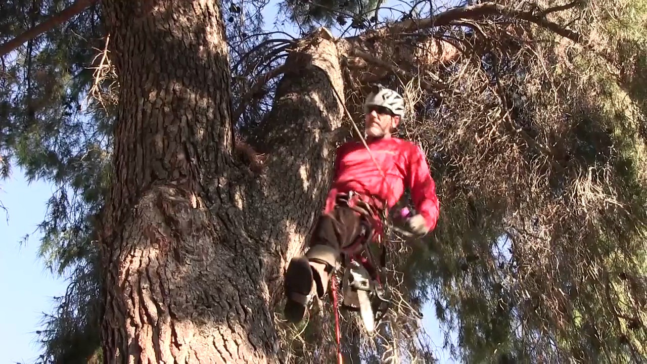 Aleppo Pine Removal Rigging