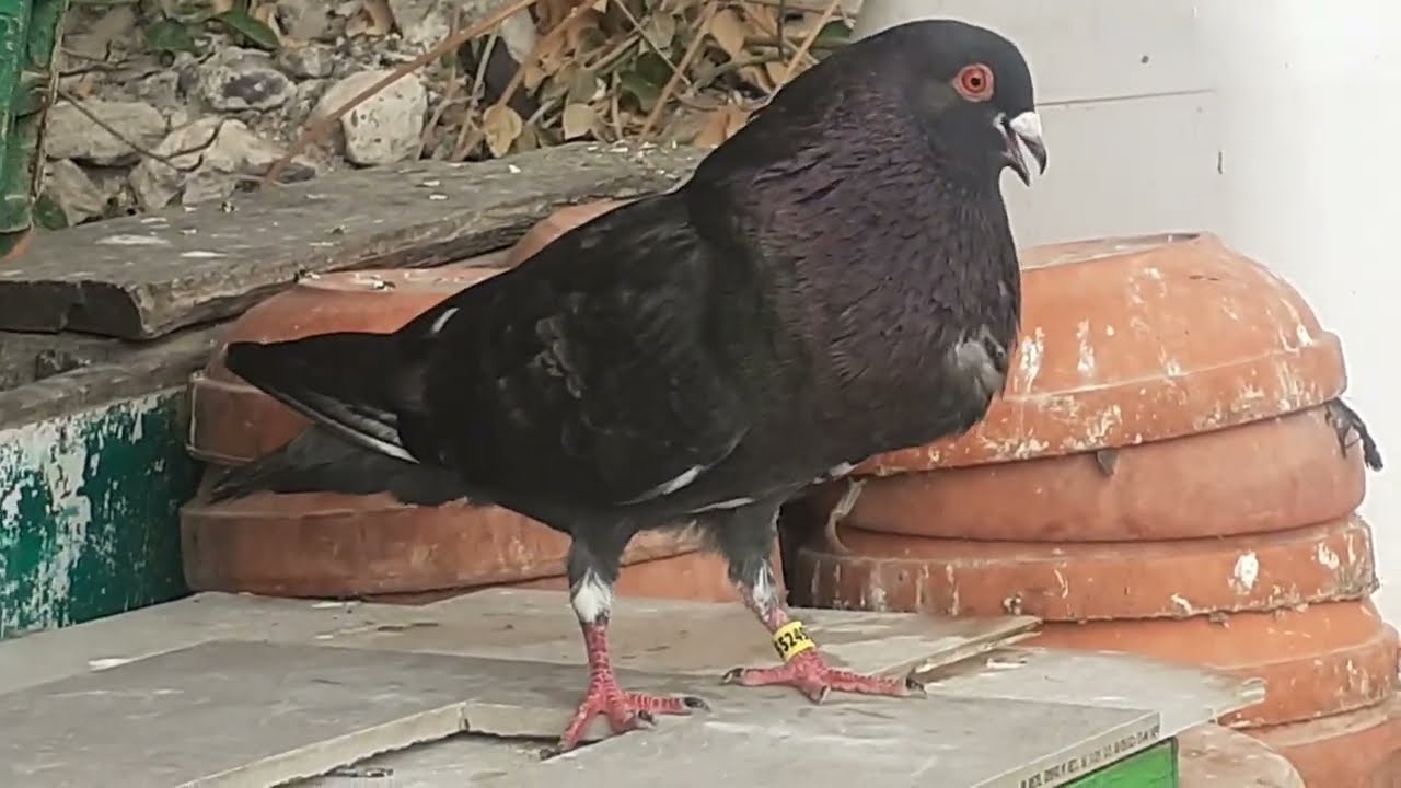 PALOMAS BUCHON VUELO MORONCELO ✌ ✅  COMO VUELAN LOS MORONCELOS  UFFF Y CON LA HEMBRA   ➡ 👉 😡 😒