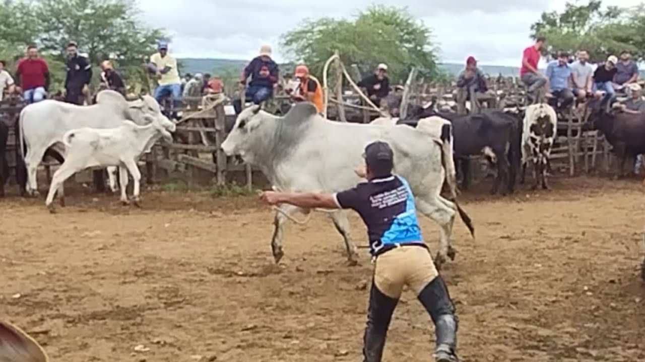 Boi Bravo parou a feira do Gado de Tabira