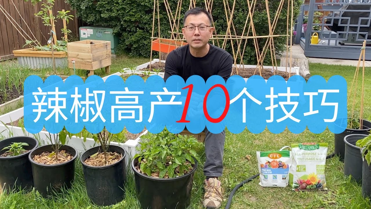 提高辣椒产量的10个技巧！从种子到收获，看你做对了哪些！