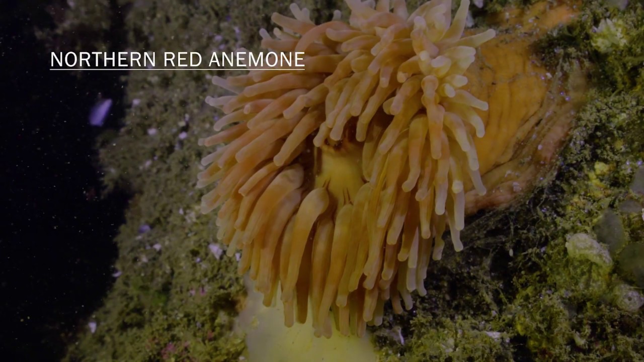 Underwater Life in Rockland, Maine