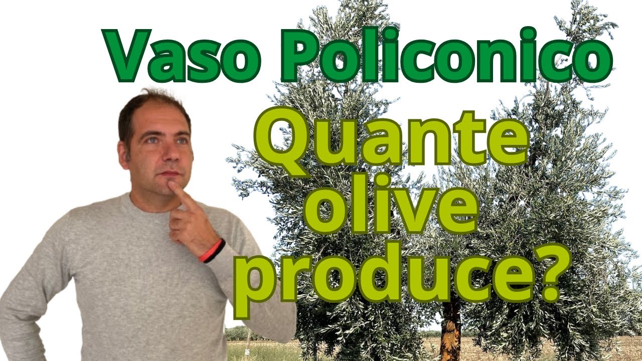Quante Olive Facciamo con la Potatura a Vaso Policonico?