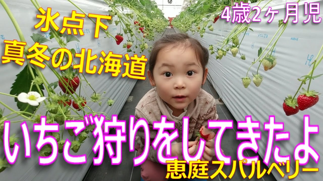 【お出かけ】4歳2ヶ月児 真冬のいちご狩りをしてきたよ