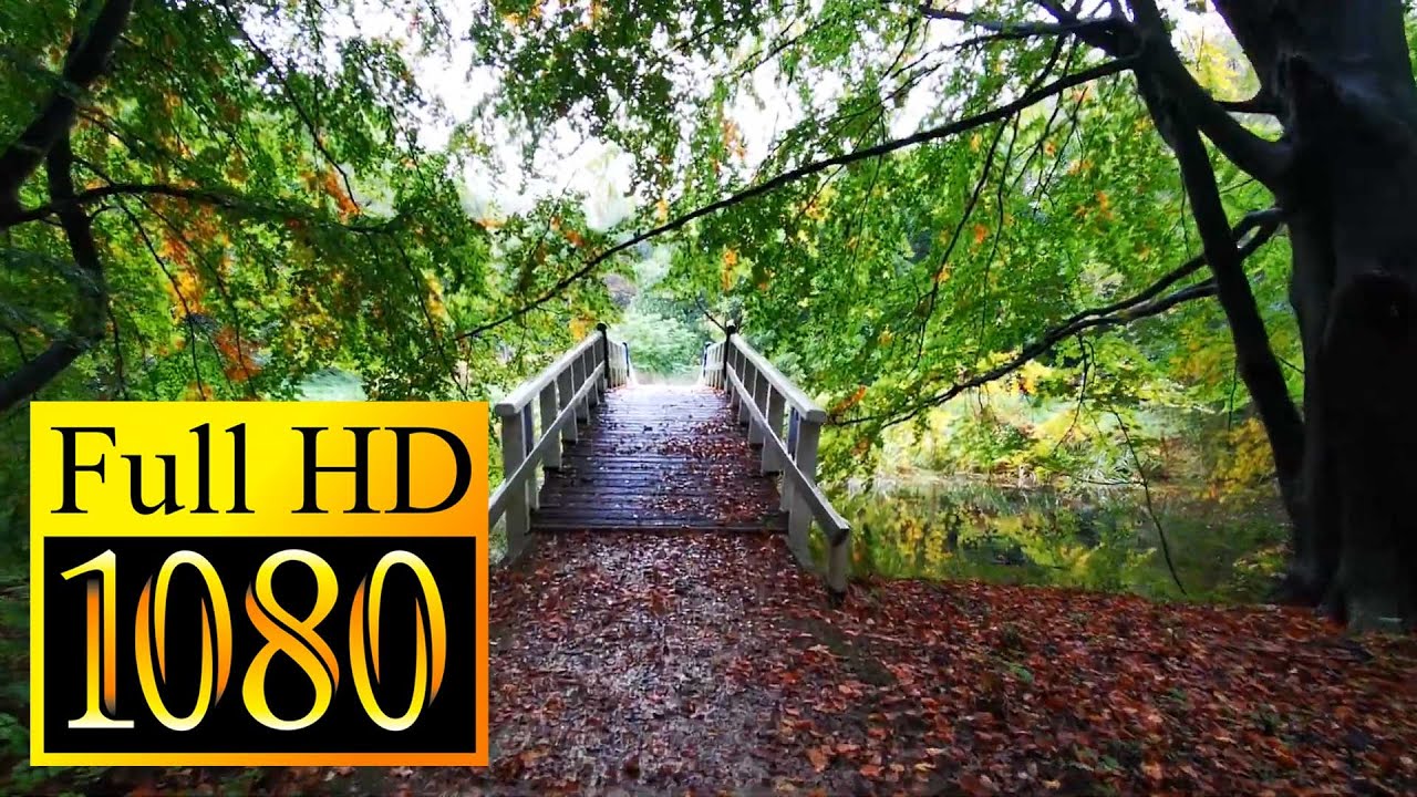 FullHD Virtual Forest Walk - Woods near Amsterdam - Uncut | No Commentary | POV