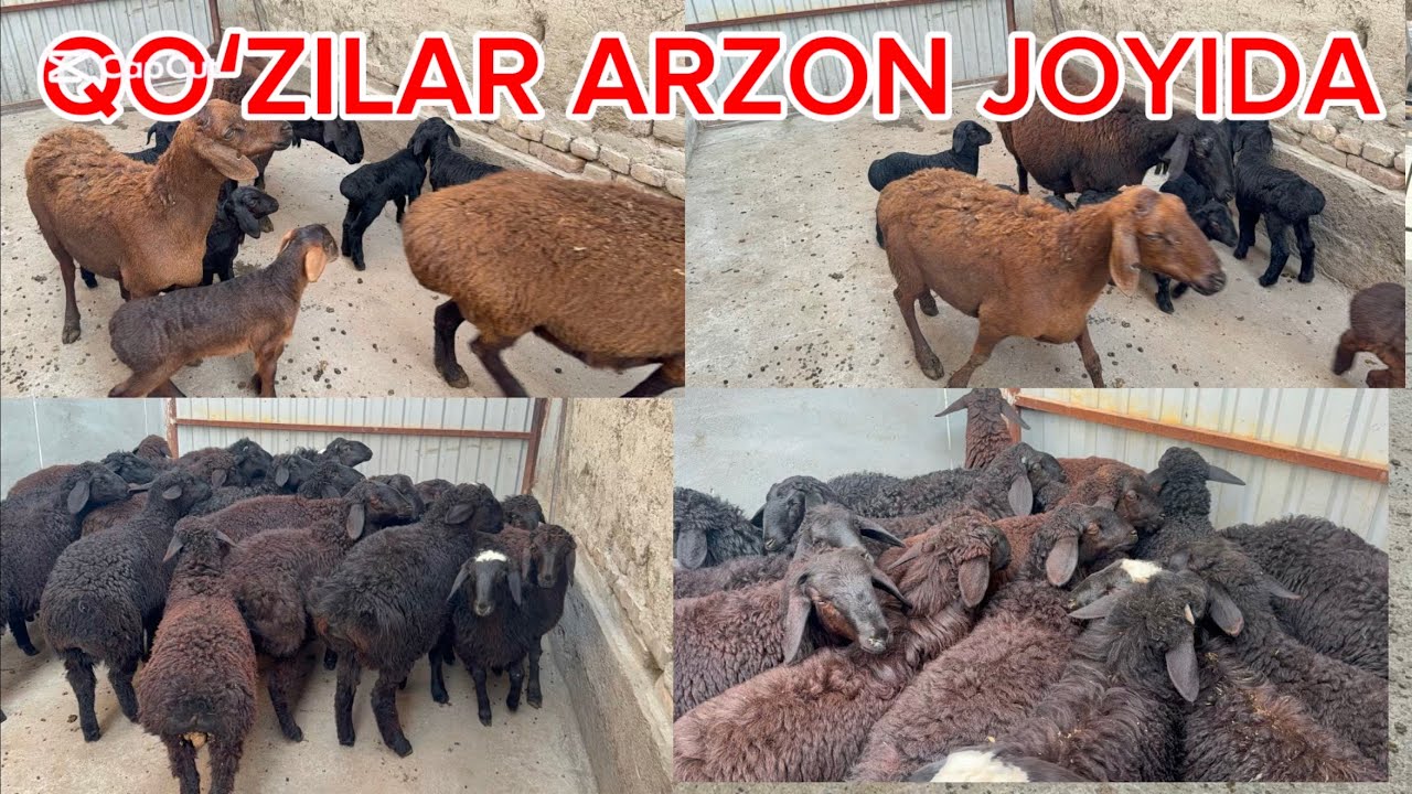 ZOMINDI QUZILARI SOTILADI EGEZ UDARLARI ARZON JOYIDAN