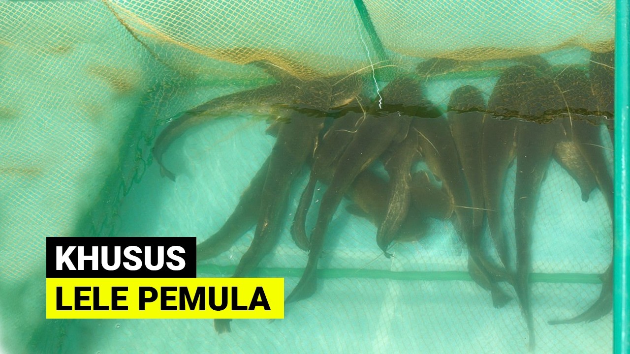 KESALAHAN PEMULA YANG MENCOBA TERNAK LELE RUMAHAN