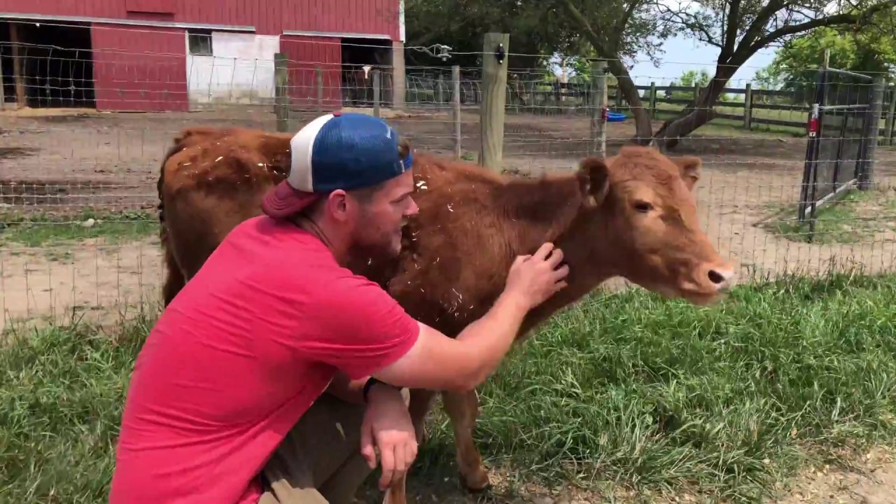 Rescued cow's first moments at sanctuary - Welcome Home Dwight
