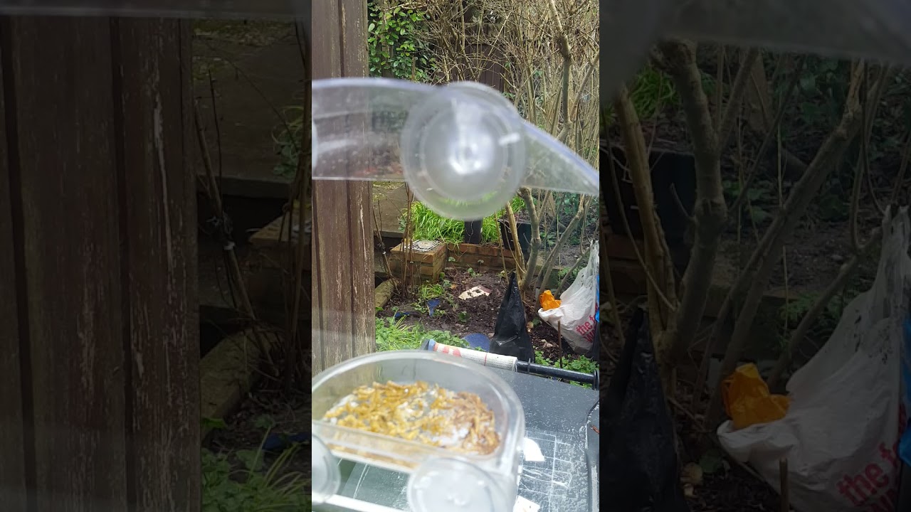 CJ Bordeaux hanging Blue Tit, Squirrel feeder  16 Feb Pt 3