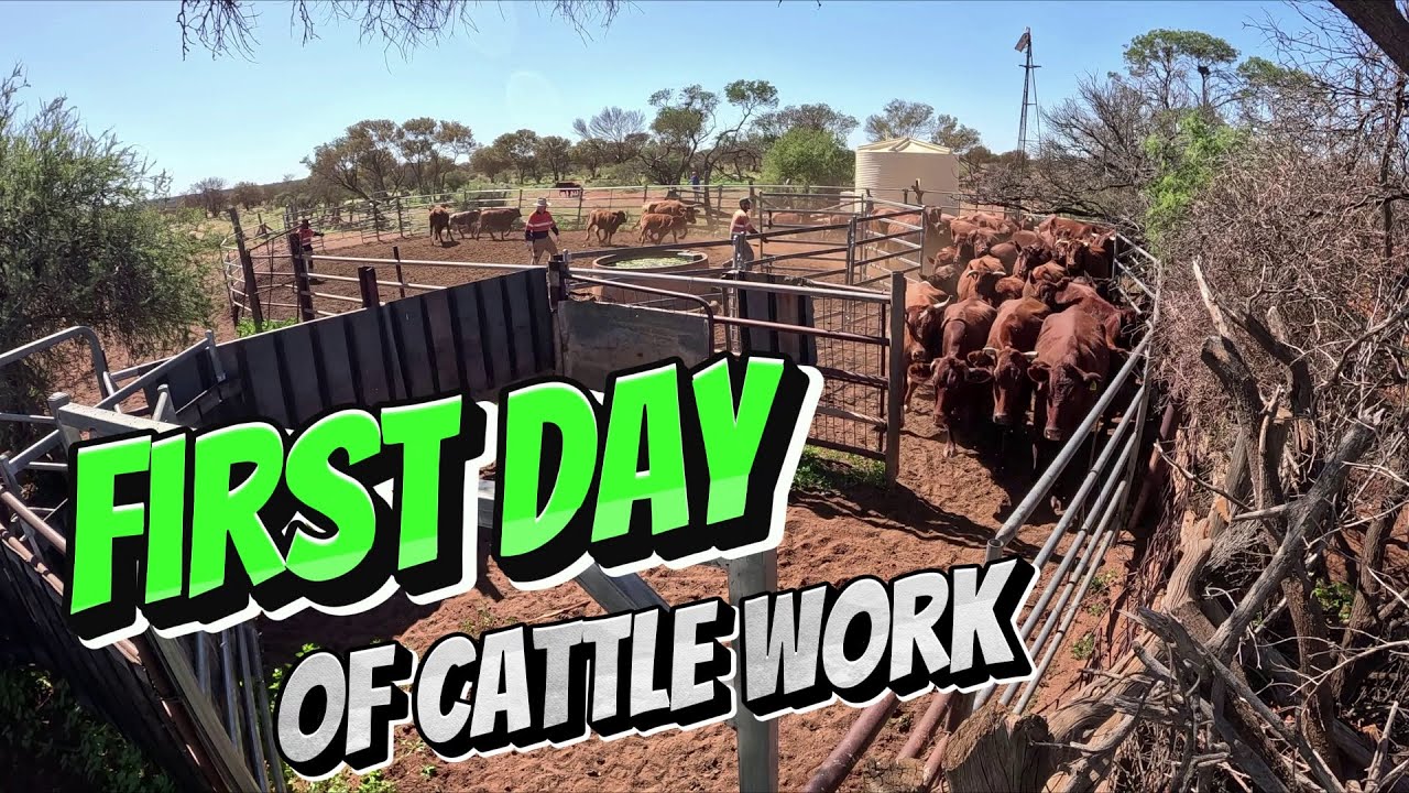First Day of Cattle Work: Exploring Effective Cattle Handling