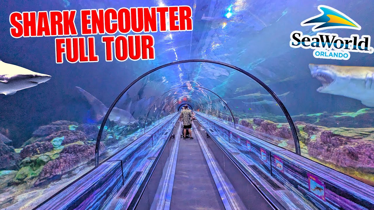 Explore the Shark Encounter at SeaWorld Orlando (Nov 2025) [4K]