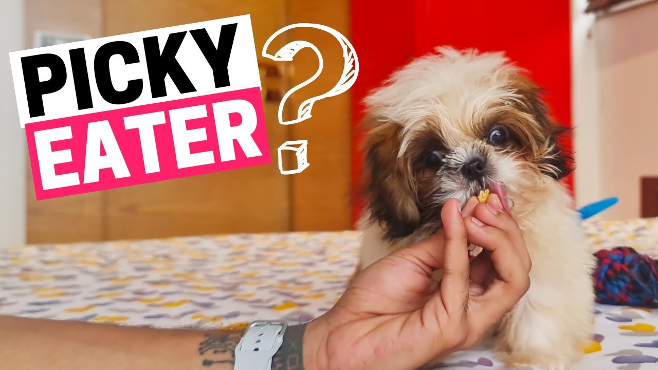 How to Deal with a Shih Tzu who is a Picky Eater?