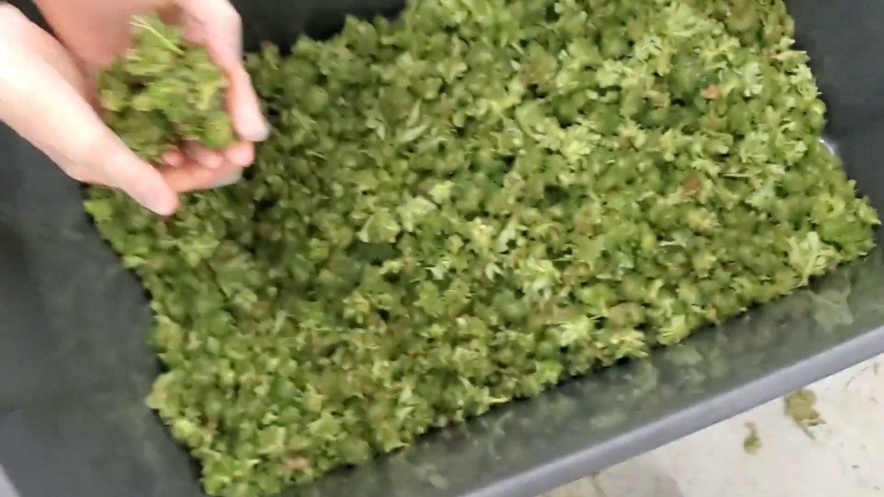 TRIMMING GIANT BUDS