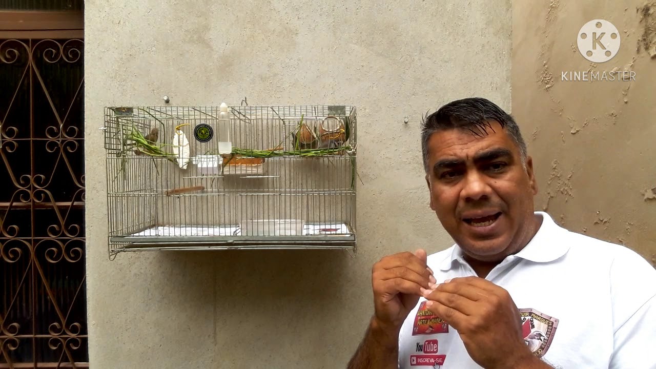 Como Acertar a Mexida de Coleiro e Papa Capim quando devo troca a f&ecirc;mea do coleiro veja o Segredo