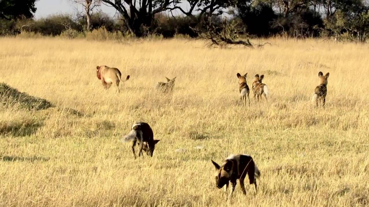 Ker & Downey Botswana - Lion vs. Wild dog