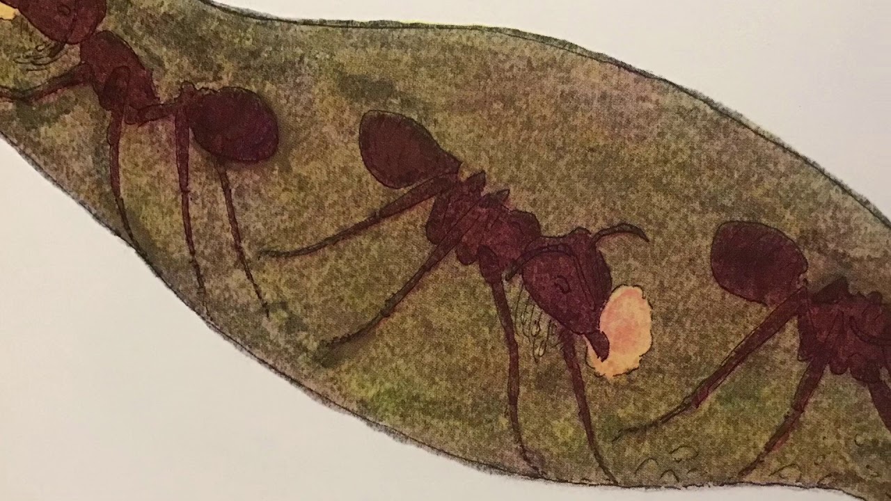 Ant Cities by Arthur Dorros
