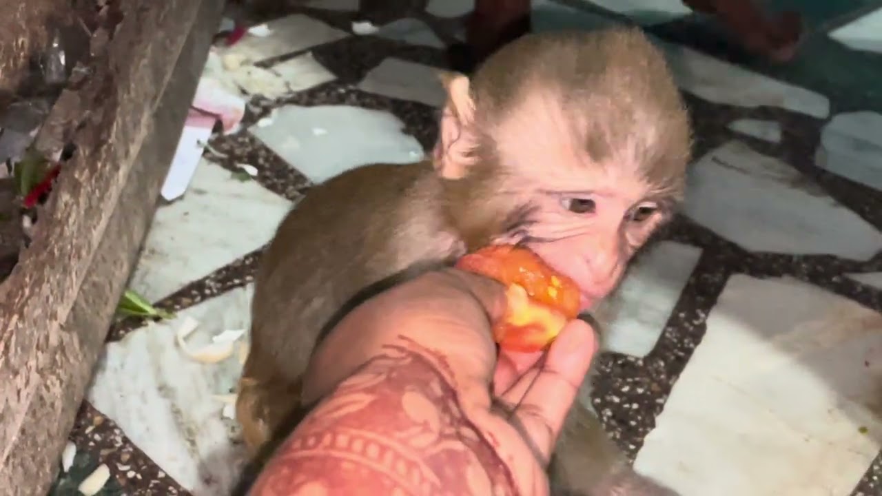 लकी mera 🥰🥰pyara baccha 
