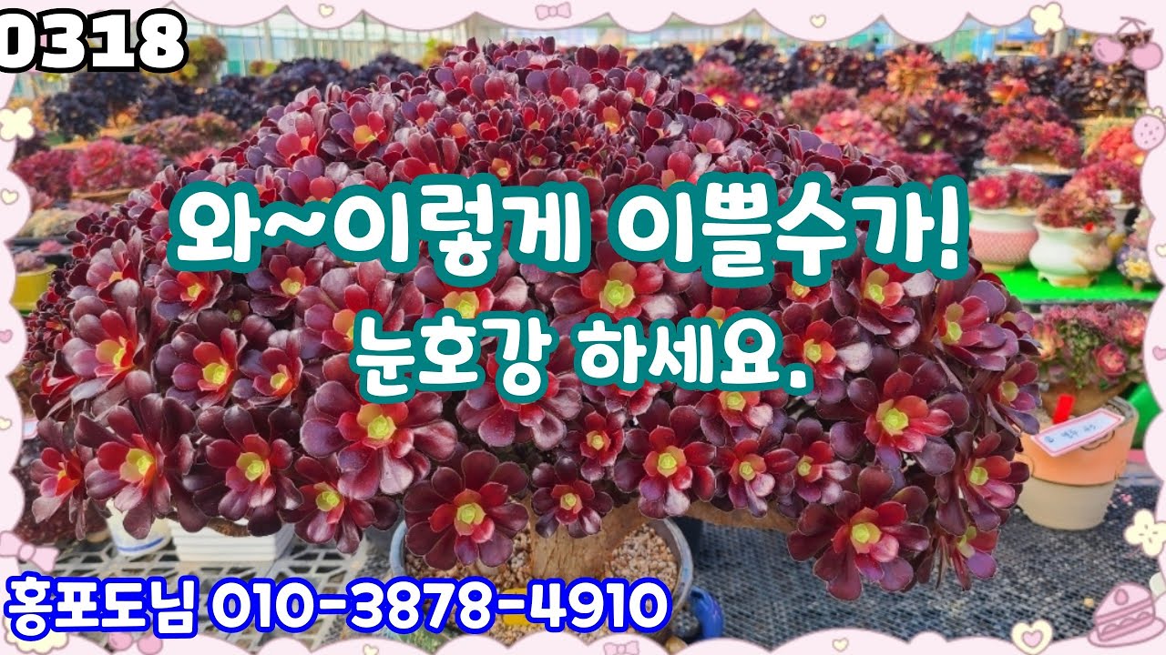 26년03월18일 #홍포도님 010-3878-4910 #다육판매 #화분판매 #에오니움속 아이들. 완성품 달궈진 다육. 세트까지~