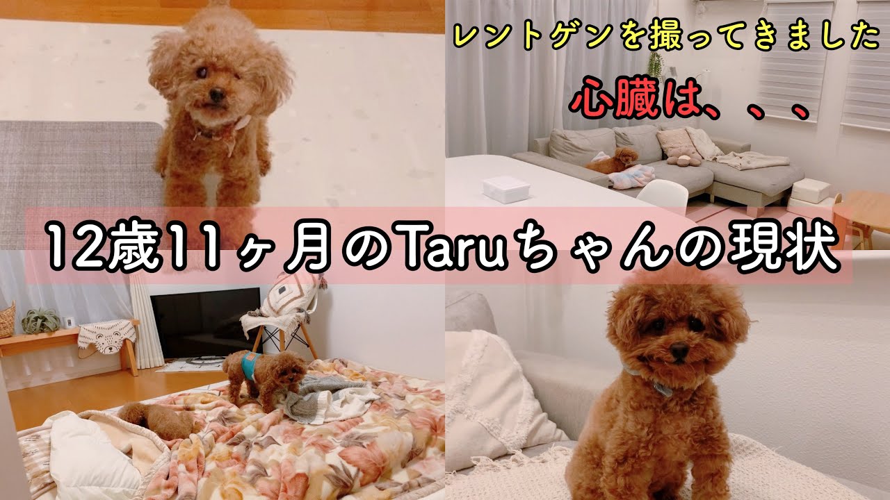 Taruちゃんの現状について。僧帽弁閉鎖不全症と変形性脊椎症。トイプードルのTaruto＆Rasuku