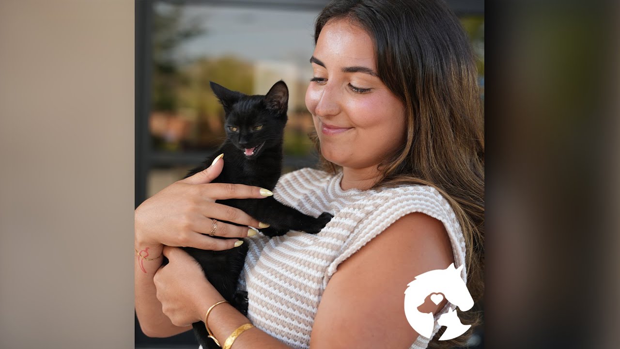 2. MSC Therapy for Feline Asthma | Sit. Stay. Learn. with Dr. Adrienne Wright