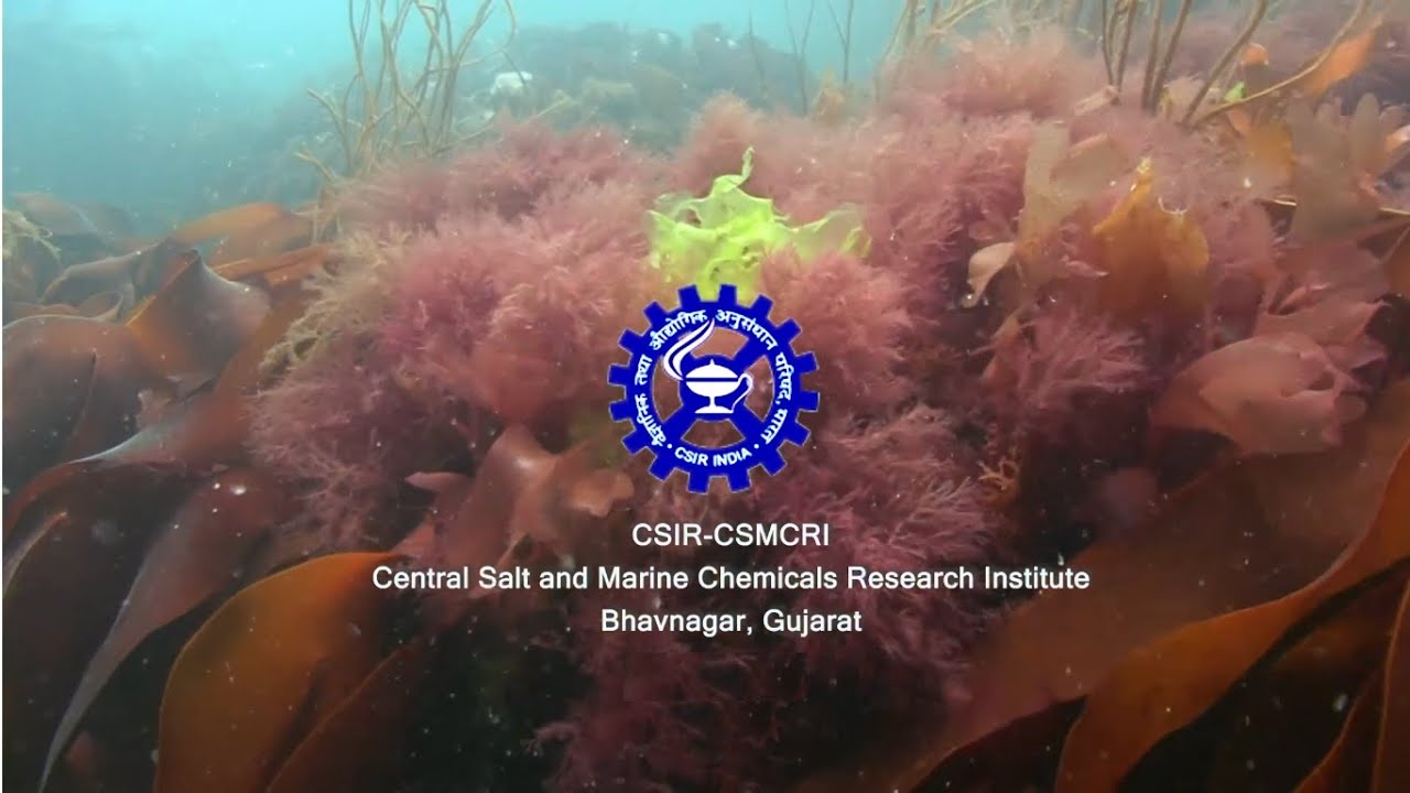 CSMCRI: Seaweed Farming & Processing in India (Hindi)