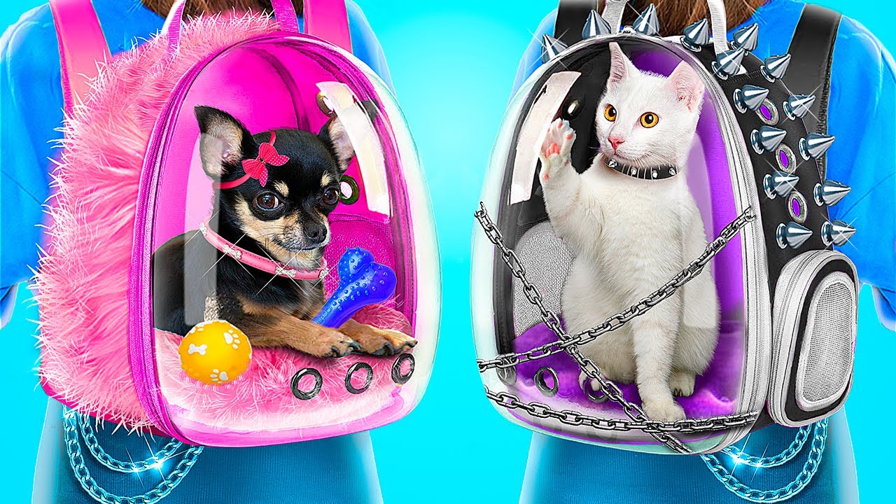優等生の犬vs不良の猫！さまざまなペットの生活