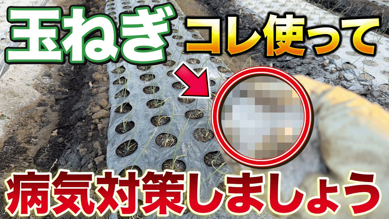 【病気対策は今から】玉ねぎ栽培で1月の間からやって欲しい作業について