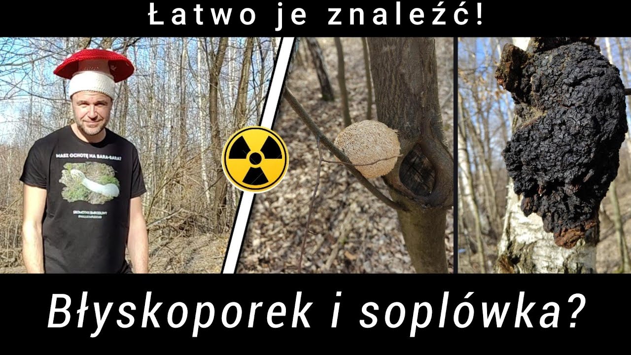Jak szybko znaleźć Czagę i sopl&oacute;wkę? Czy to takie trudne?