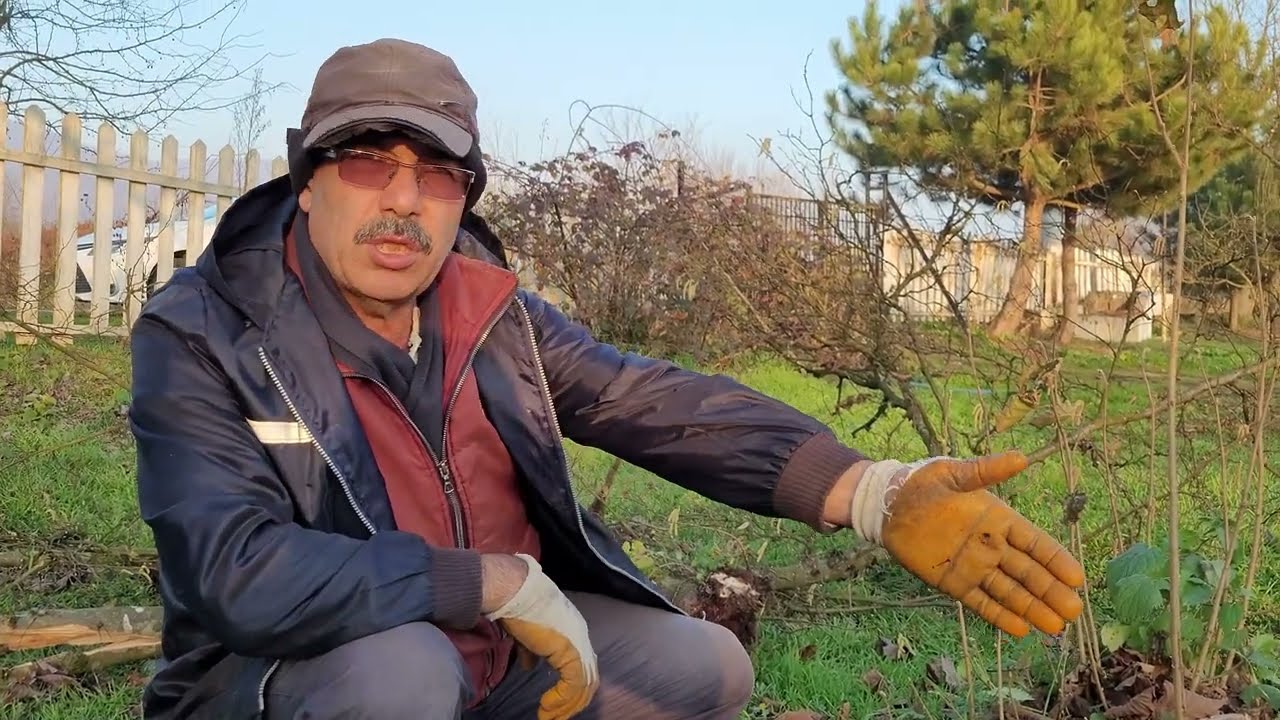 MAYIS BÖCEĞİ İLE MÜCADELE. FINDIKLAR YOK  OLABİLİR!!!