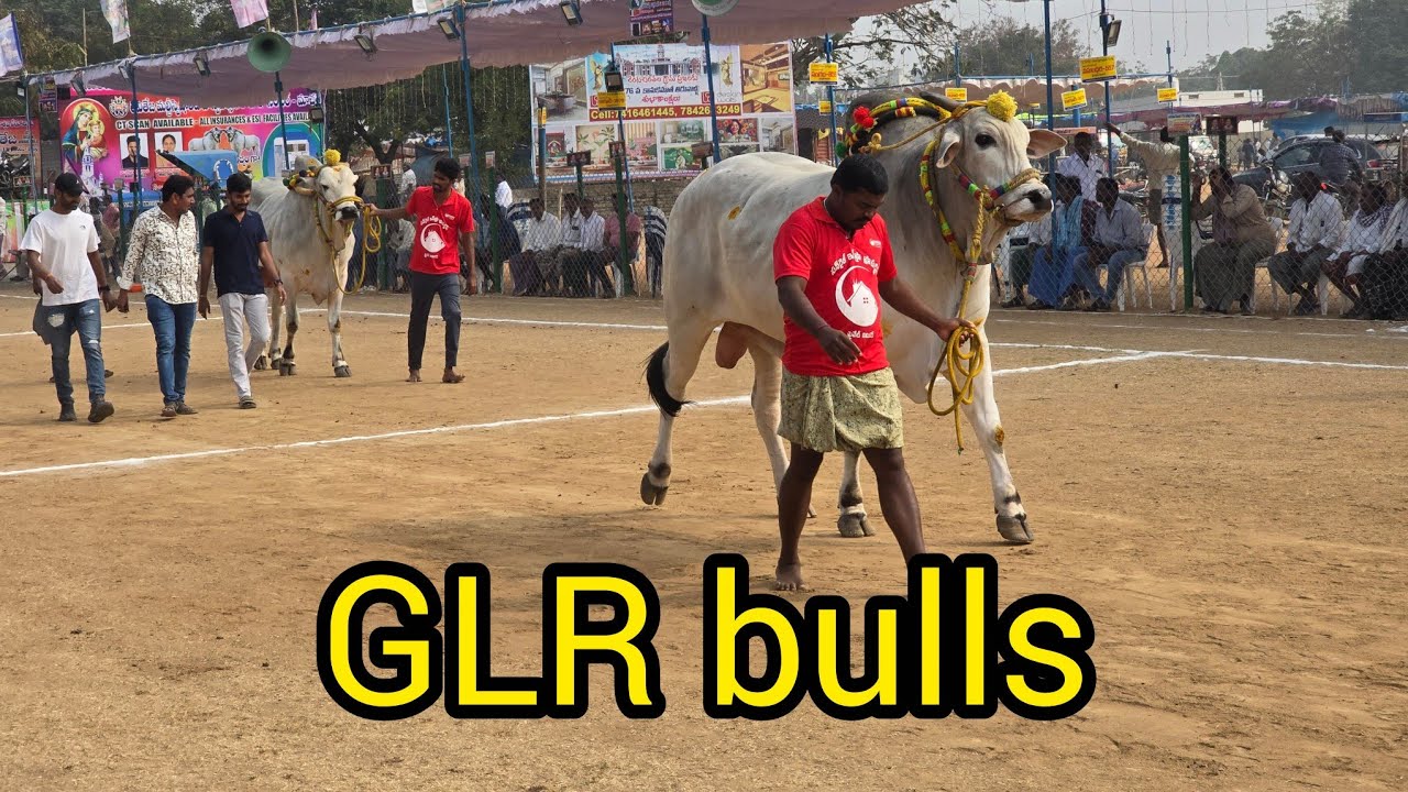 రెంటచింతల సబ్ జూనియర్స్ . 1జత.GLR Bulls గరికపాటి లక్ష్మయ్య చౌదరి గారు. పెద్దగొట్టిపాడు గ్రామం