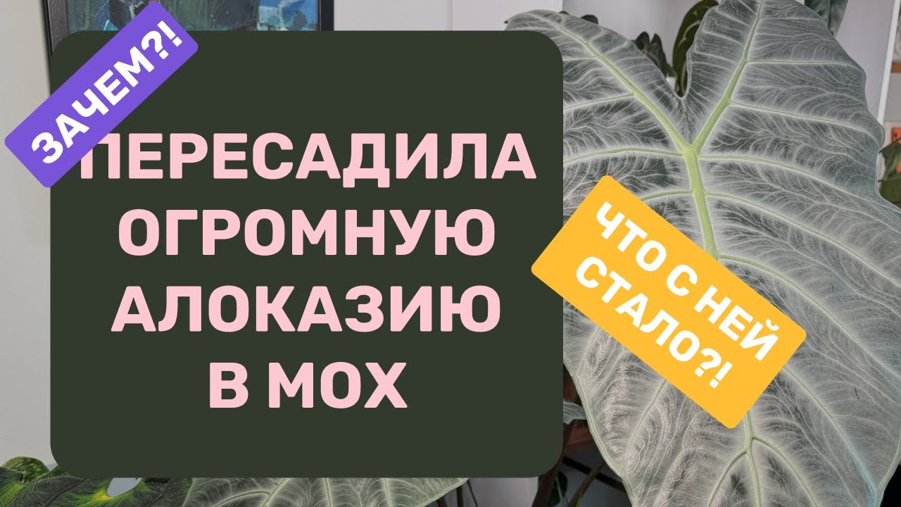 Пересадка алоказий, которые растут во мху: полный разбор на примере гигансткой Кортхалси