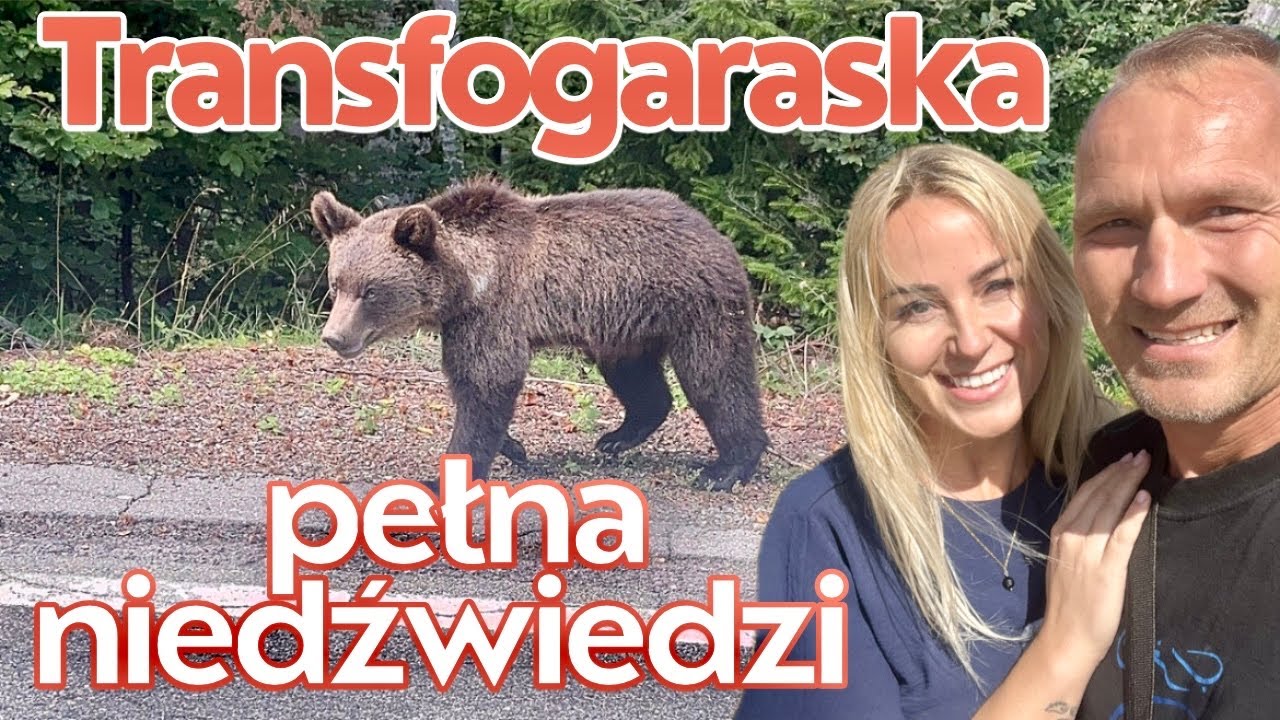 Niedźwiedzie na Transfogaraskiej! Rumunia campervanem w drodze do Turcji. 