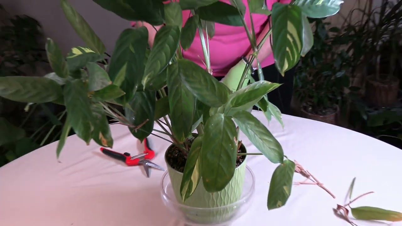 How to Prune Ctenanthe / Viewer Inspired