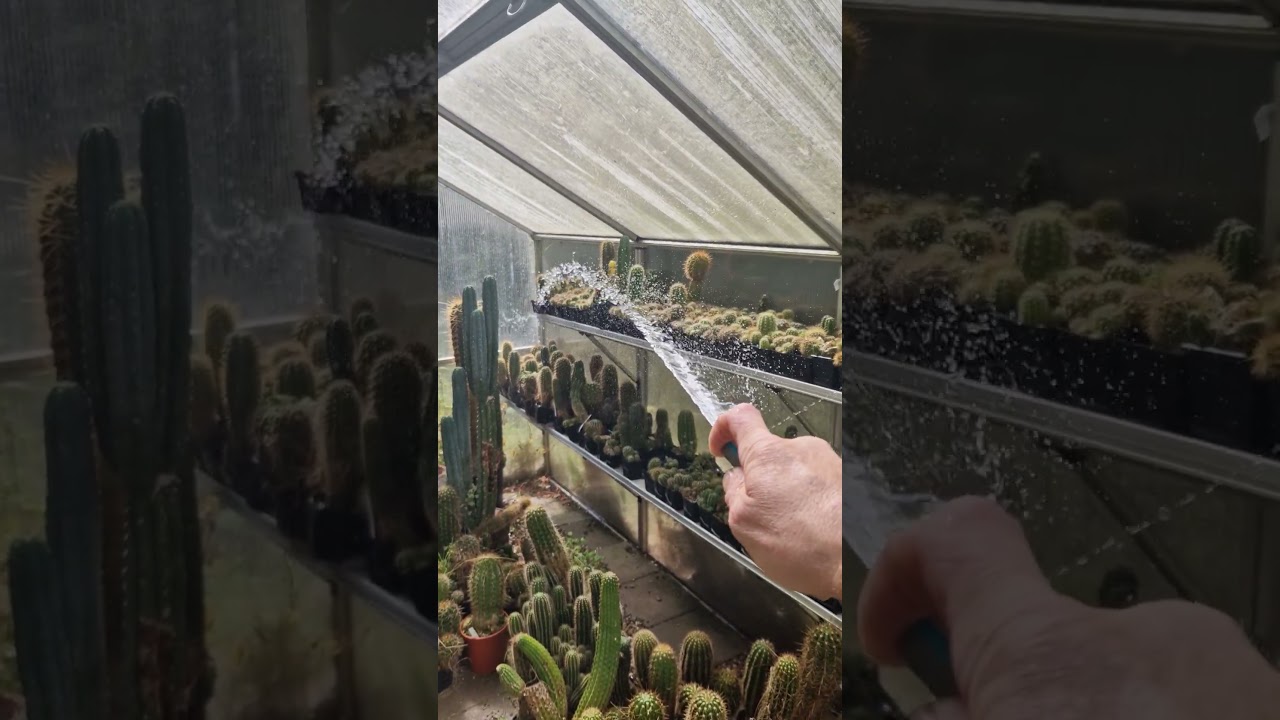 Podlewanie roślin! #kaktus #ogr&oacute;d #natura #kaktusowyjerk #ogrodnictwo