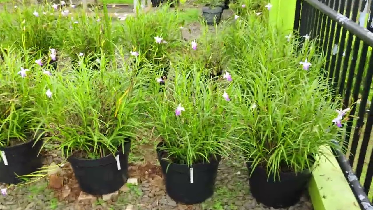 Arundina graminifolia