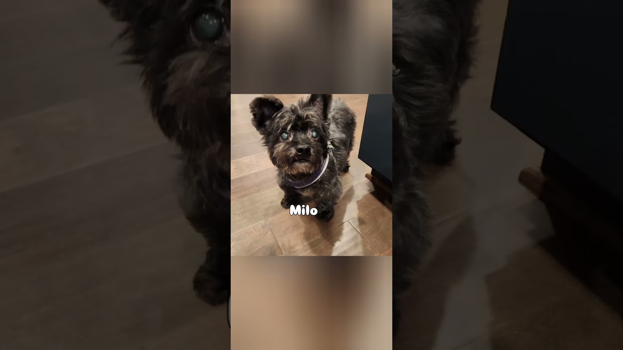 Pawsome Pups of the Month