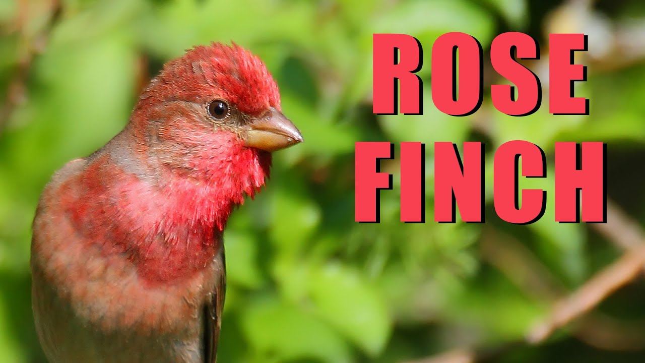 ROSEFINCH bird nest and song