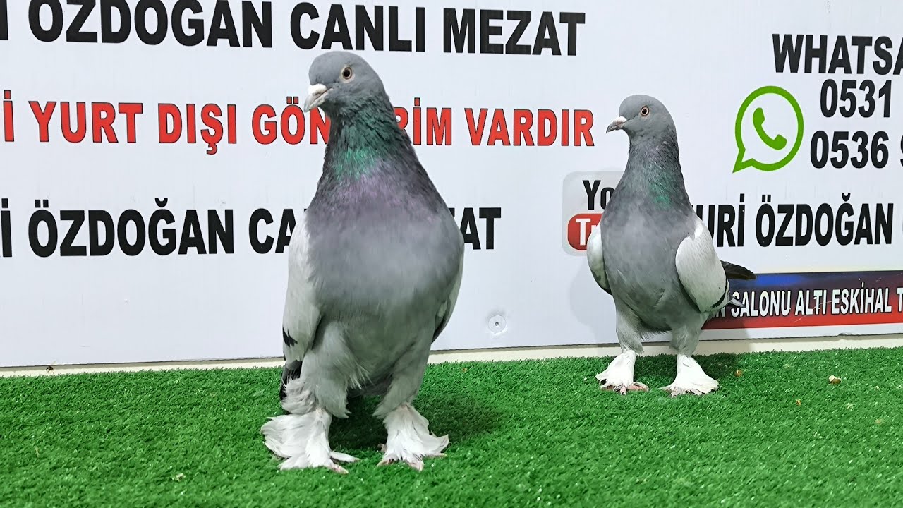 Ahmet Kayran Nuri Özdoğan canlı mezat kanalı canlı yayında