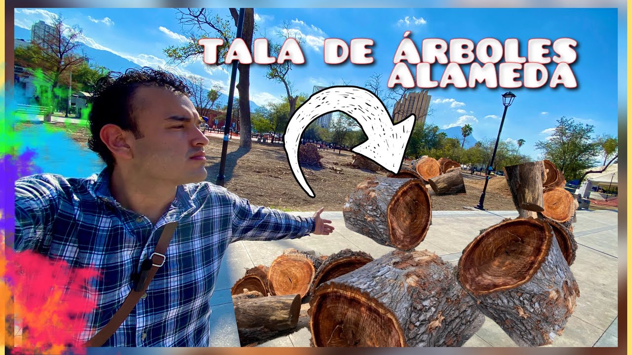 🪵Talan Árboles en la Alameda Monterrey Nuevo León 🌳🎋