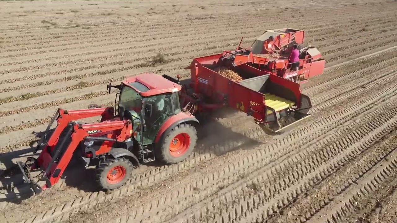 Kopanie i Zbiór cebuli 2023 Kubota & Krukowiak & Grimme