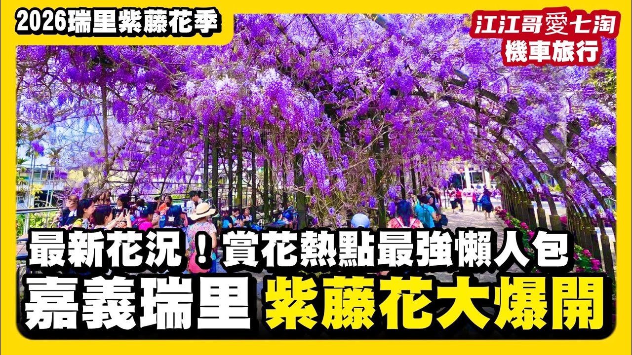 【江江哥愛七淘】機車旅行｜嘉義瑞里紫藤花季最新花況｜瑞里紫藤賞花一日遊｜紫藤花旅遊景點｜紫藤花季｜嘉義美食｜嘉義景點｜奮起湖｜阿里山｜嘉義旅遊 Taiwan travel🇹🇼