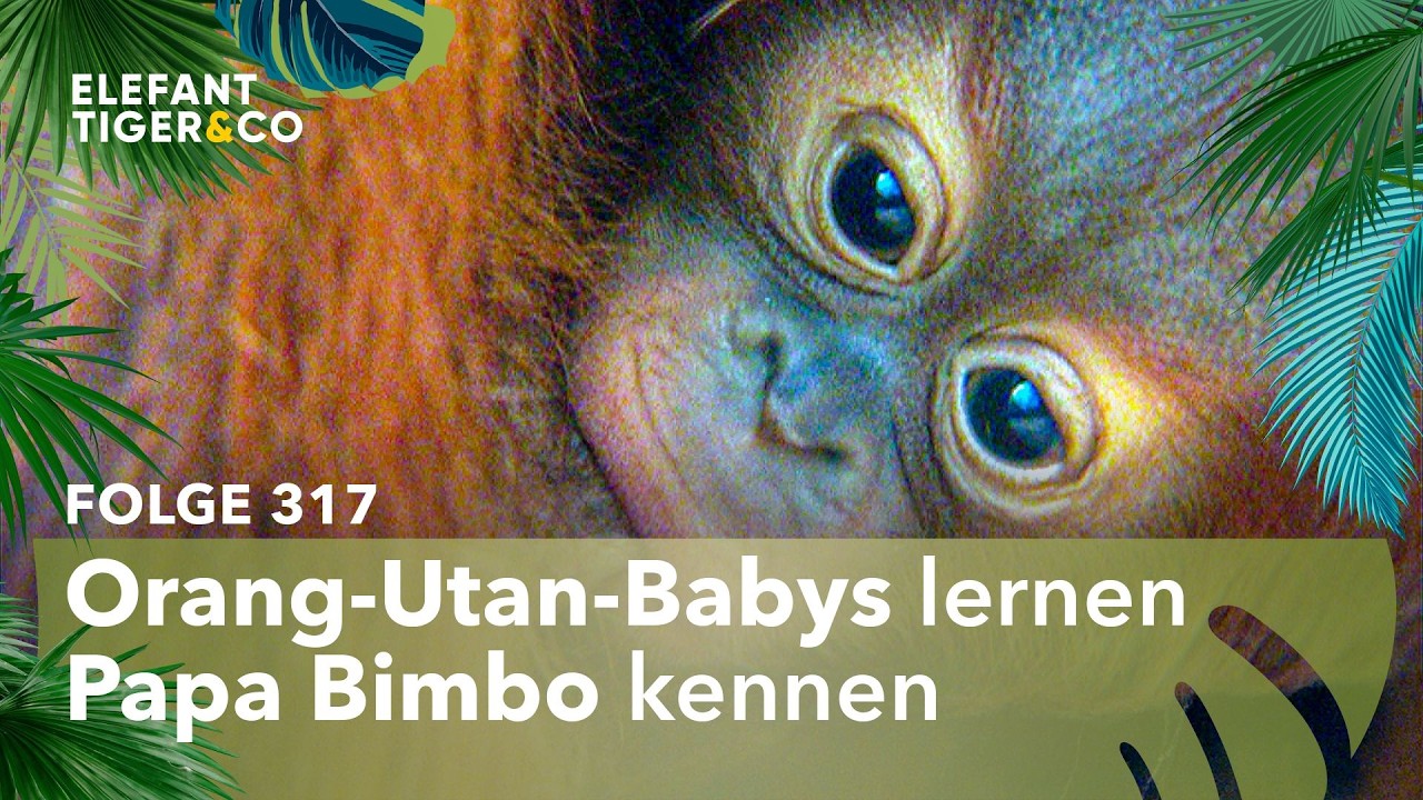 Affen-Papa Bimbo trifft erstmals auf seine Kinder (Folge 317) | Elefant, Tiger & Co. | MDR