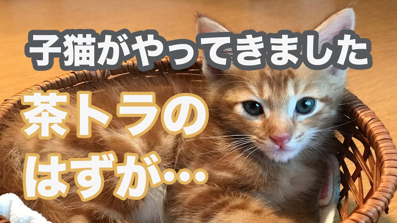 猫のトラ！子猫がやってきました！　茶トラのはずが&hellip;
